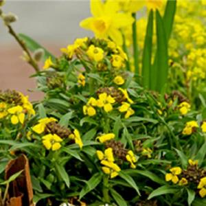 Erysimum hybridum Canaries _18285_2 kopen