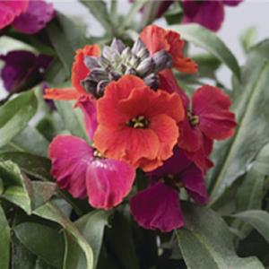 Erysimum hybridum Red Jep_18867_1 kopen