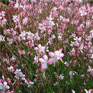 Gaura Rosy Jane kopen