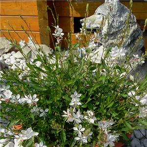 Gaura White kopen