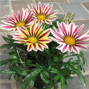 Gazania rigens Big Kiss F1 White Flame kopen