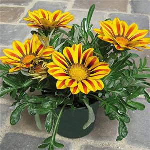 Gazania rigens Big Kiss F1 Yellow Flame kopen