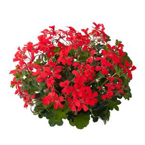 Geranium Balkonrood kopen