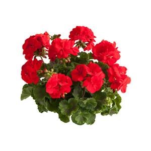 Geranium Kasech kopen