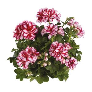 Geranium Nixe kopen