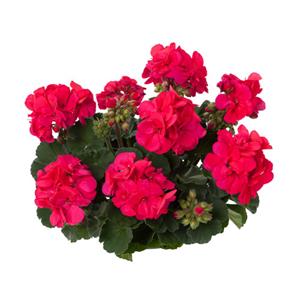 Geranium Onno kopen