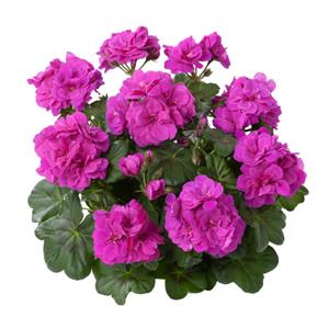 Geranium Quirin kopen