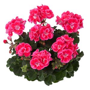 Geranium Tammo kopen