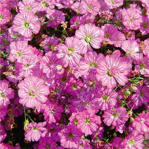 Gypsophila muralis Gypsy Deep Rose kopen