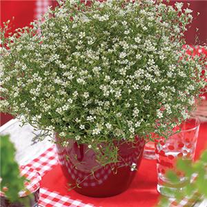 Gypsophila muralis White kopen