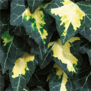 Hedera helix Goldheart kopen