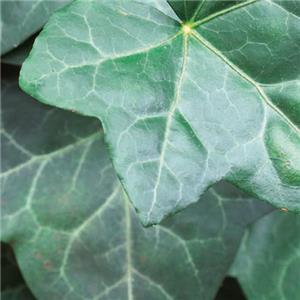 Hedera hibernica kopen