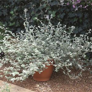 Helichrysum petiolare Silver_12573_1 kopen