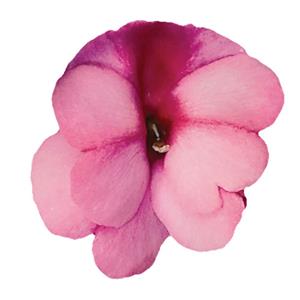 Impatiens New Guinea ClockWork Bicolour Lilac kopen