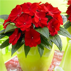 Impatiens New Guinea ClockWork Red kopen