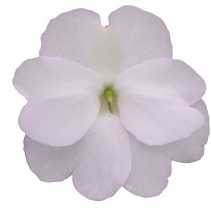 Impatiens New Guinea ClockWork White kopen