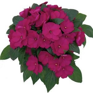 Impatiens New Guinea Toscana Medium Violet kopen