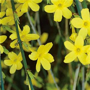 Jasminum nudiflorum kopen