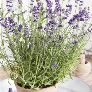 Lavandula angustifolia Ardèche kopen