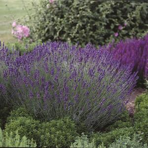 Lavandula angustifolia Hidcote kopen