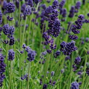 Lavandula angustifolia Valence Dark blue kopen