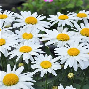 Leucanthenum 