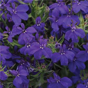 Lobelia erinus Sweet Springs Dark Blue kopen