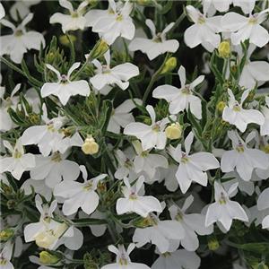 Lobelia erinus Sweet Springs White kopen