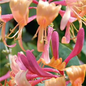 Lonicera Celestial kopen