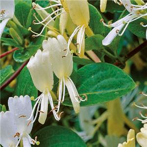 Lonicera japonica Halliana kopen