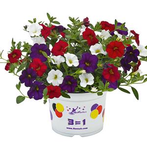 Mix Calibrachoa x hybrida Cabaret Cafe de Paris kopen