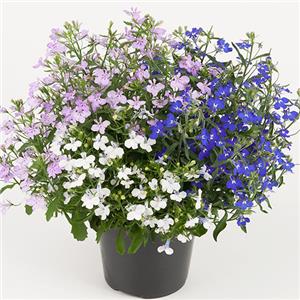 Mix Lobelia erinus Springs Blue Lagoon kopen