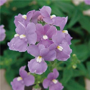 Nemesia fruticans Nuvo Blue kopen