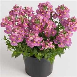 Nemesia fruticans Nuvo Rose kopen