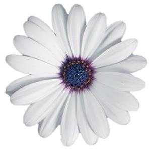 Osteospermum ecklonis Cape Daisy Zanzibar White with Ring_16364_1 kopen