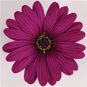 Osteospermum ecklonis Dalina Elena_31299_1 kopen