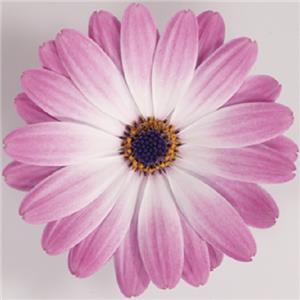 Osteospermum ecklonis Dalina Felicia_30981_1 kopen