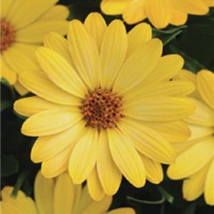 Osteospermum ecklonis Serenity Deep Yellow_41420_1 kopen