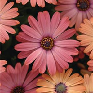 Osteospermum ecklonis Serenity Rose Magic_18760_3 kopen