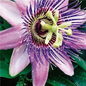 Passiflora caerulea Lavender Lady kopen