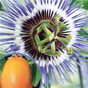 Passiflora caerulea kopen