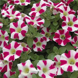 Petunia Cascadias Bicolor Cabernet kopen