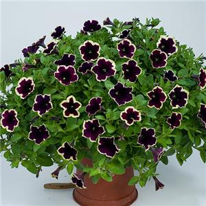 Petunia Cascadias Rim Magenta kopen