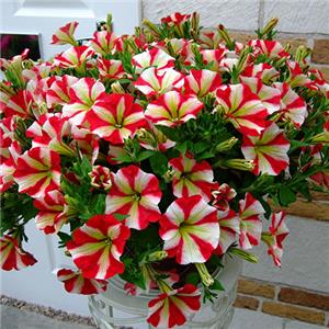 Petunia Designer Red Star kopen