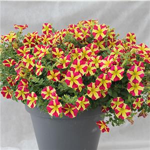 Petunia Heartbreaker kopen