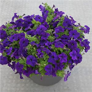 Petunia Limra Blue kopen