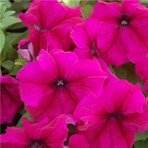 Petunia Limra Burgundy kopen