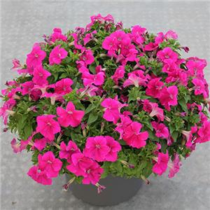 Petunia Limra Rose kopen