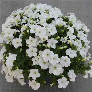 Petunia Limra White kopen