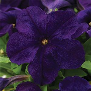 Petunia grandiflora Pacta Parade Blue kopen